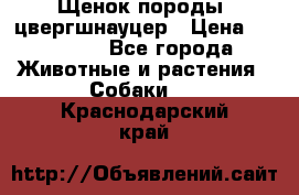 Щенок породы  цвергшнауцер › Цена ­ 30 000 - Все города Животные и растения » Собаки   . Краснодарский край